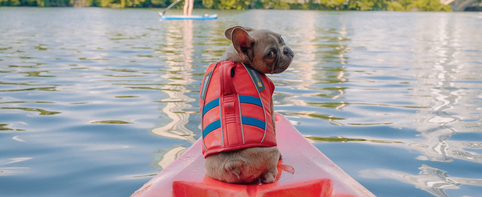 Small dog wearing a orange life jacket